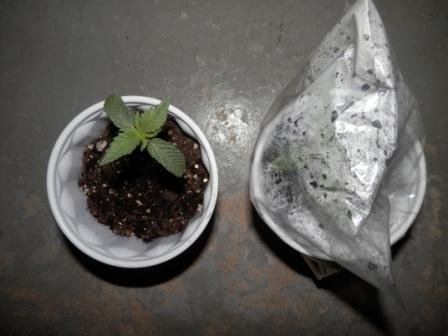 Seedlings   to cover or not   my results