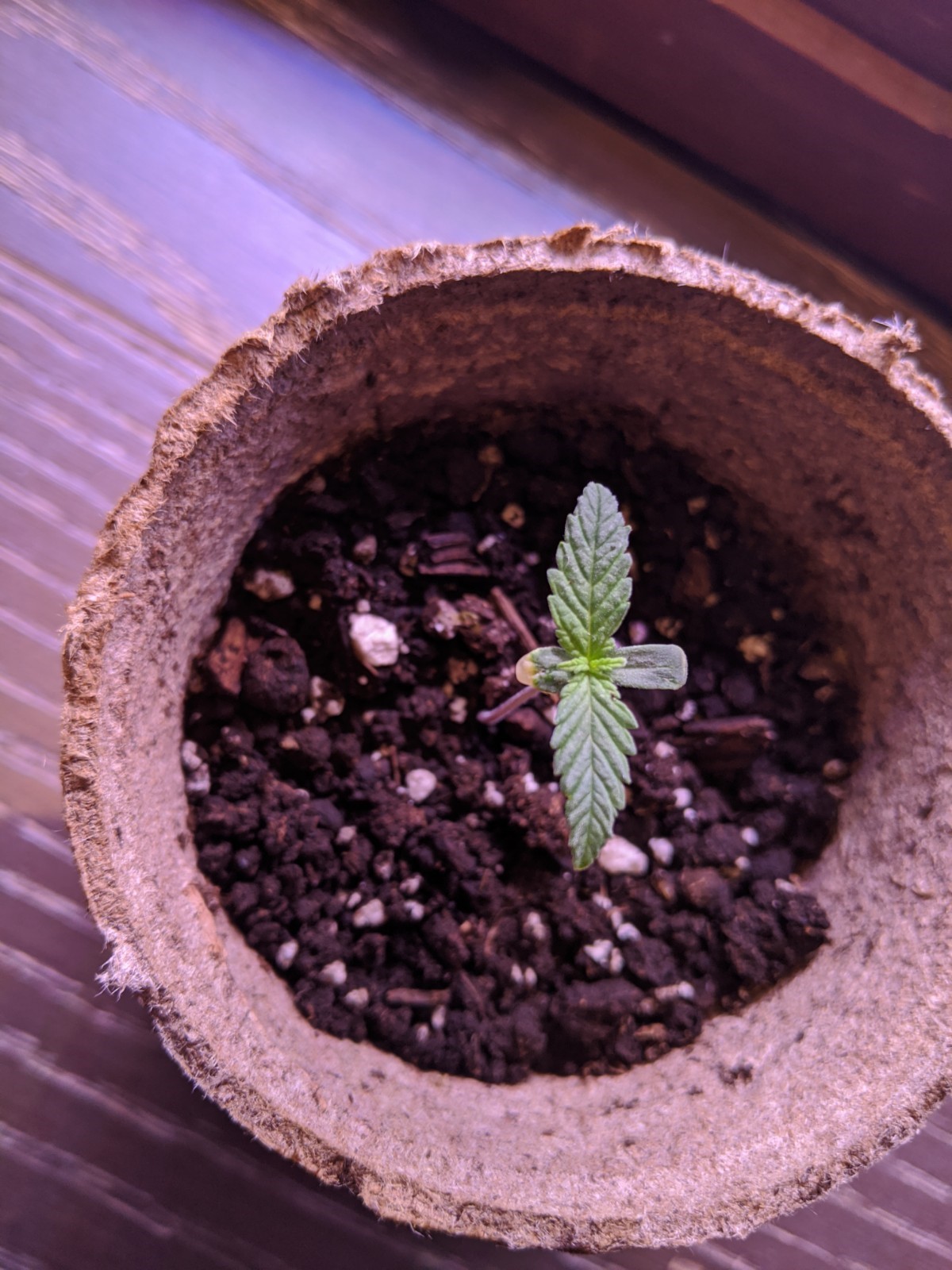 Seedlings worth keeping 3