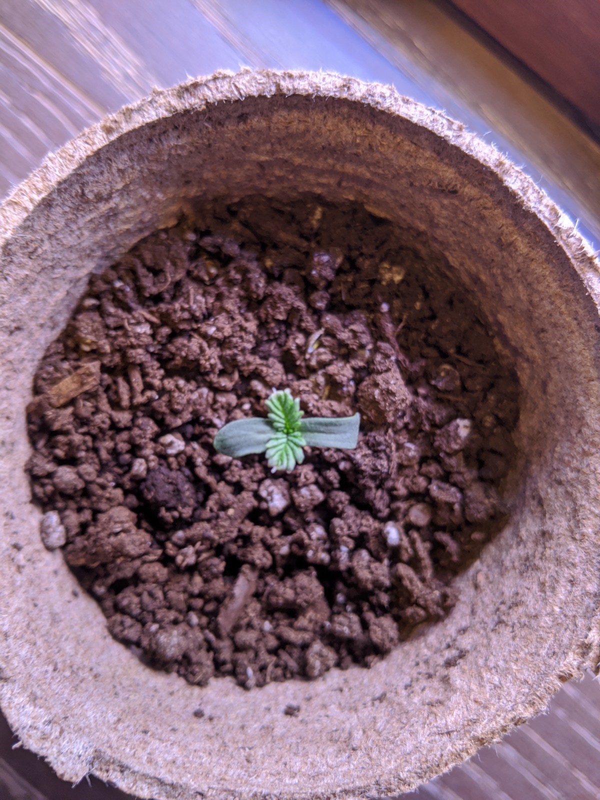 Seedlings worth keeping 4