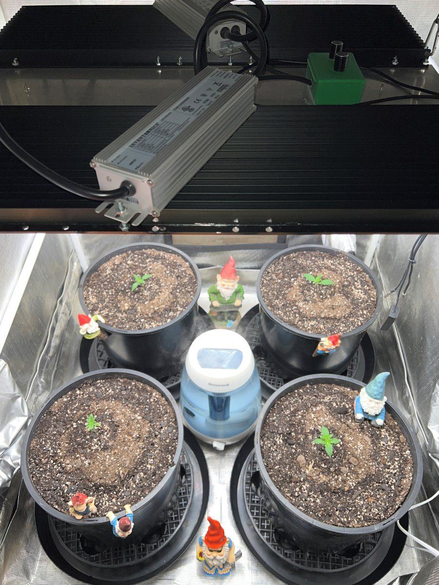 Seedlings1
