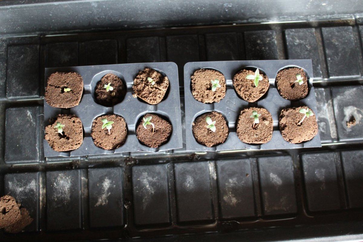 Seedlings1