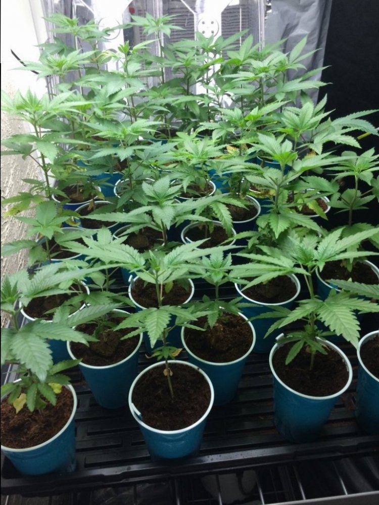 Seedlings1