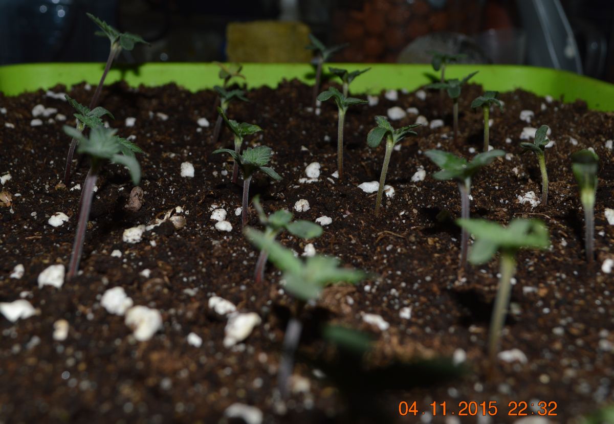 Seedlings1