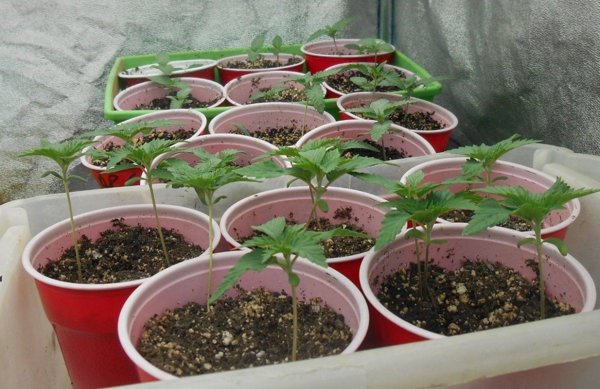 Seedlings1123