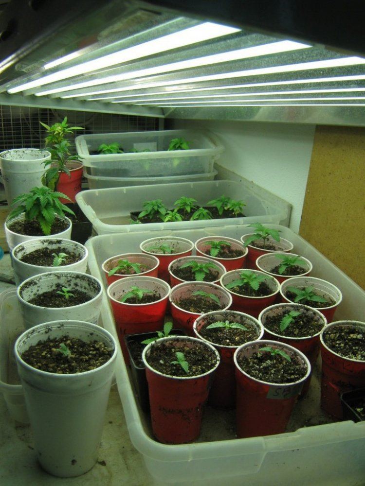 Seedlings1130