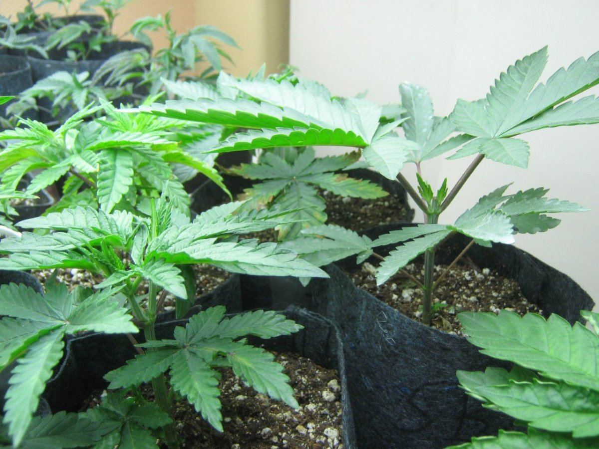 Seedlings1227