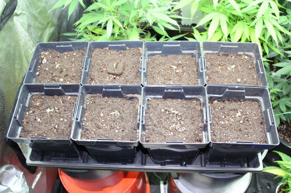 Seedlings2