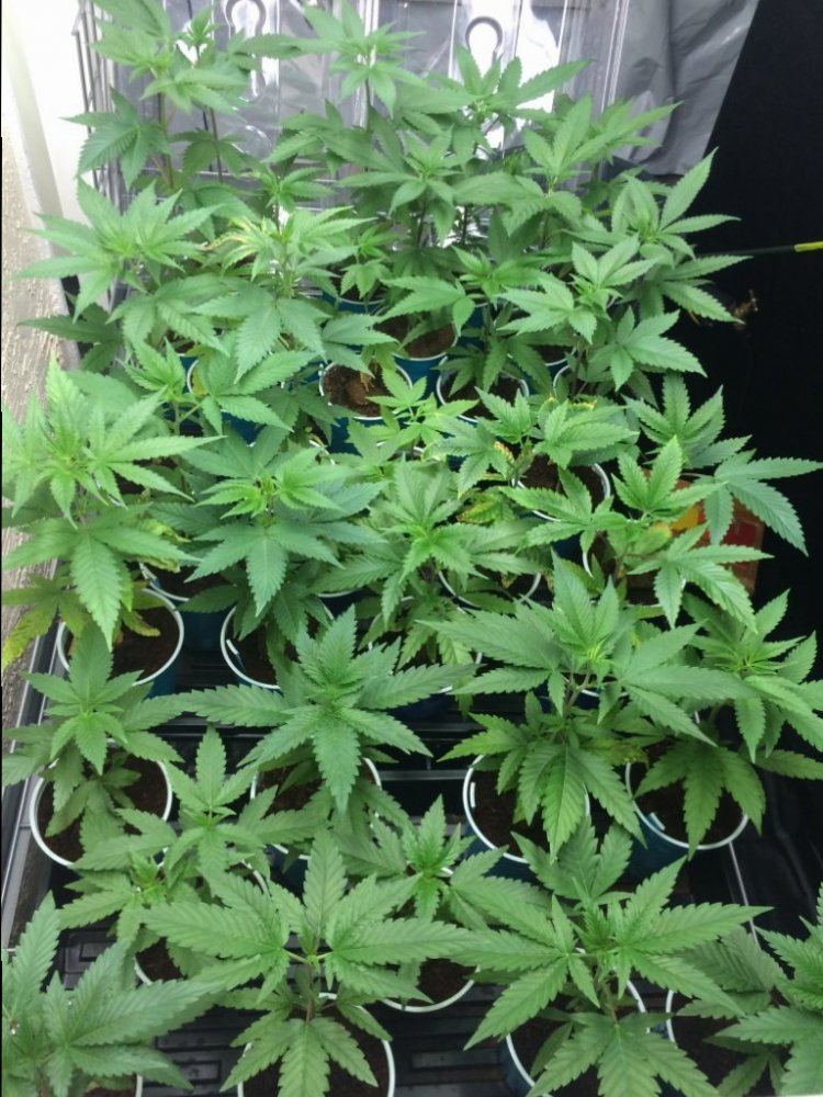 Seedlings2