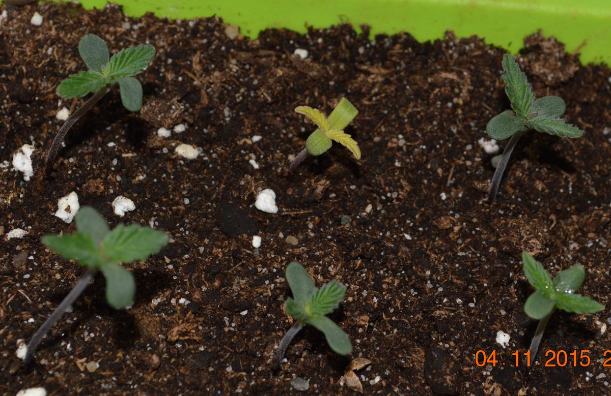 Seedlings2