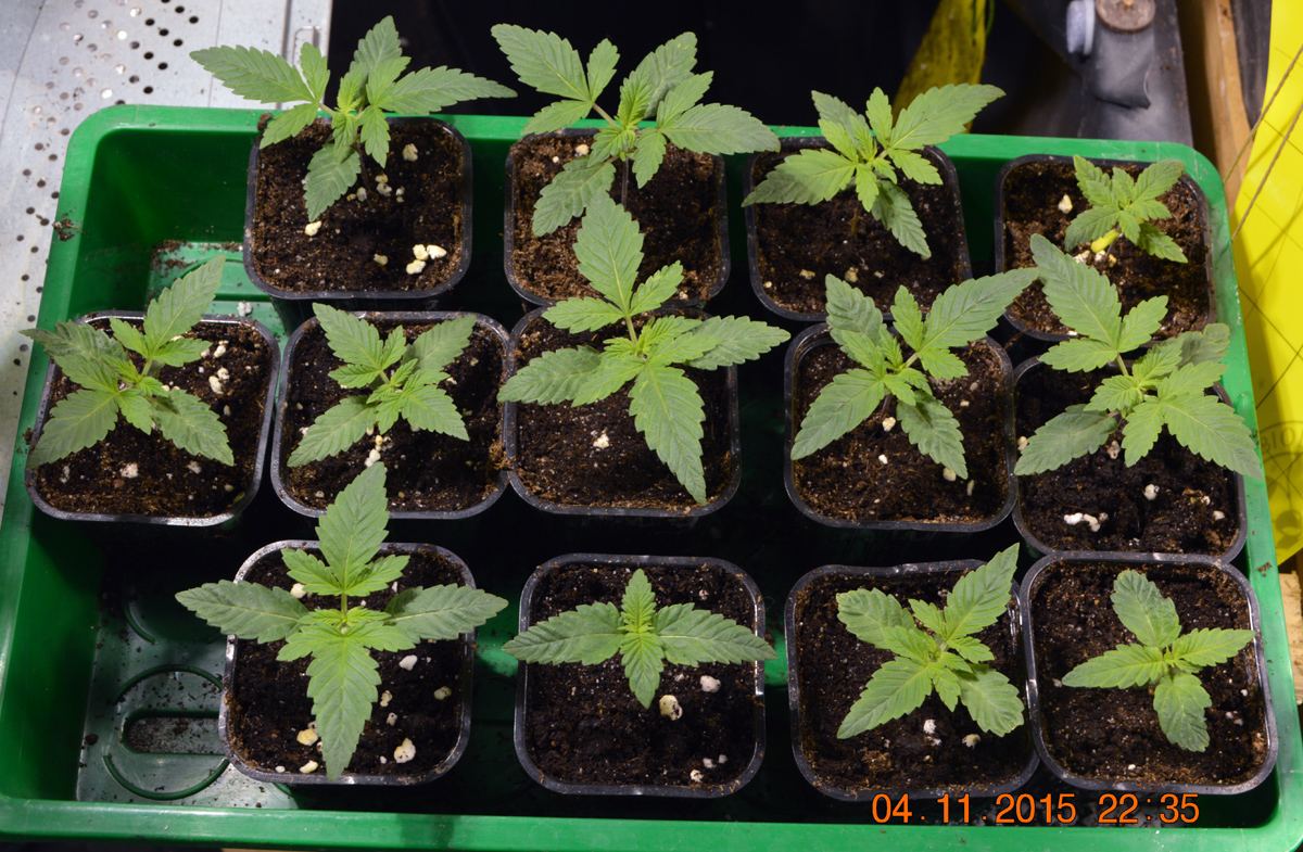 Seedlings3