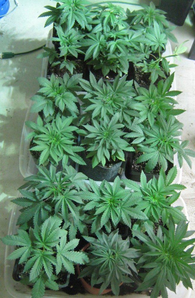Seedlings410