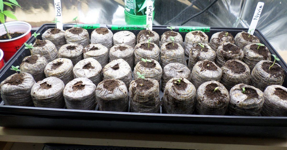 Seedlings 1