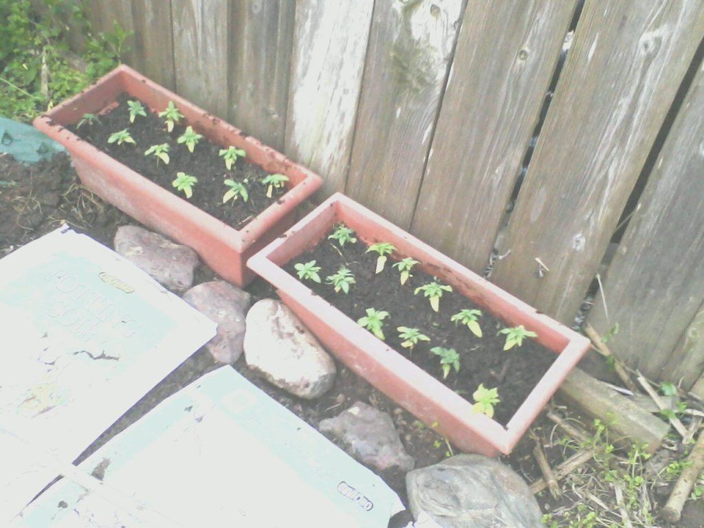 Seedlingsout