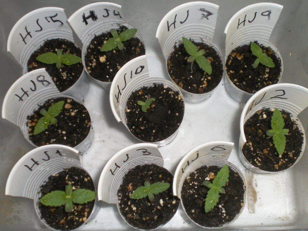 Seedrun indoor for growing outdoor organic 3