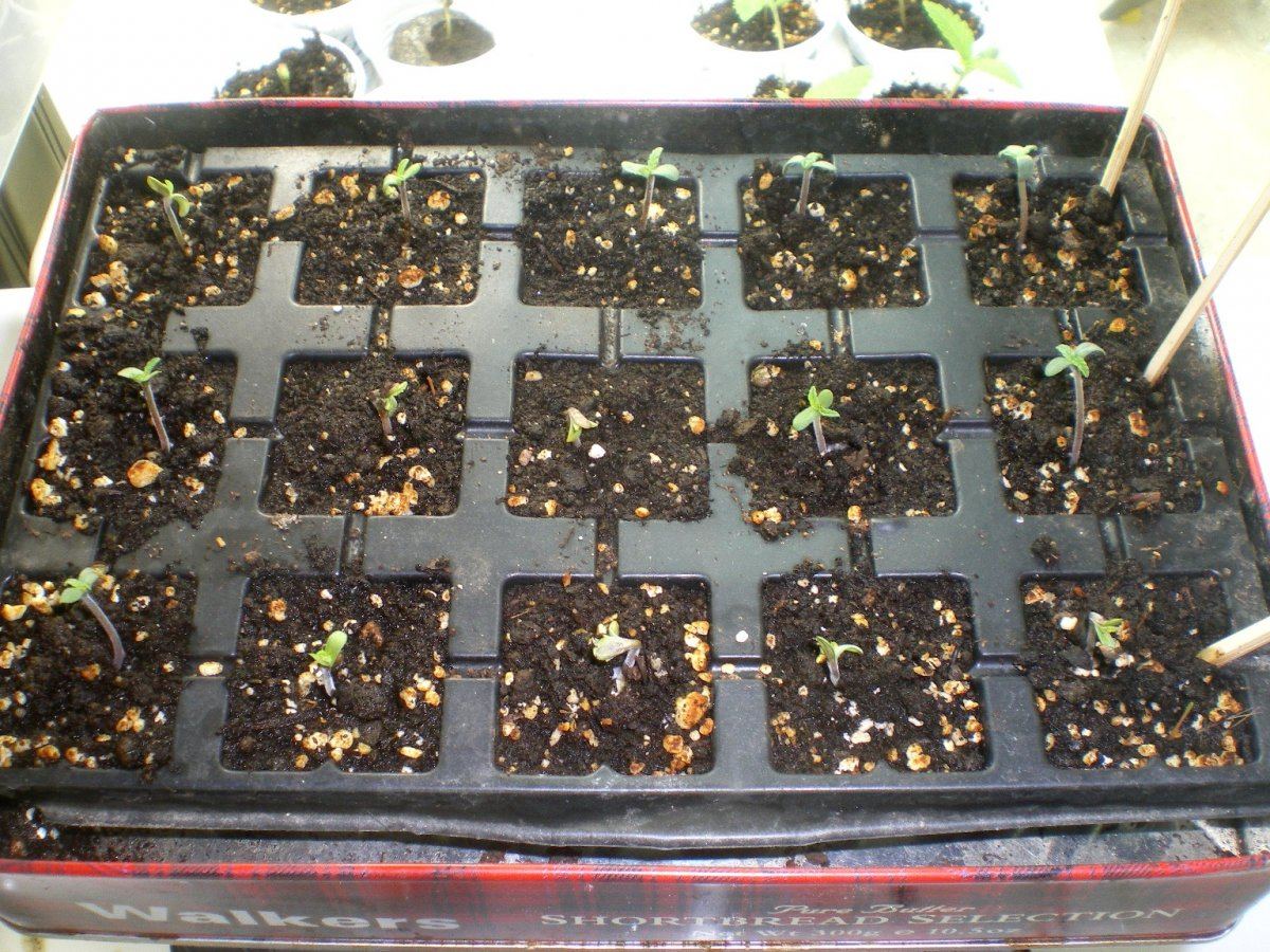 Seedrun indoor for growing outdoor organic 4