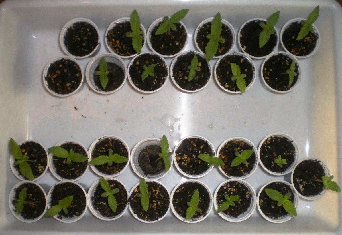Seedrun indoor for growing outdoor organic