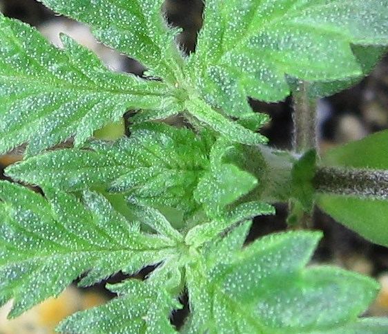 Seeds 004