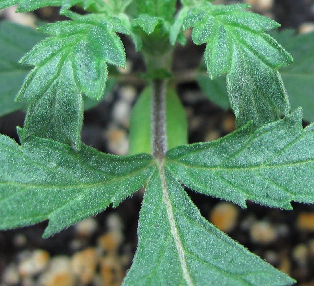 Seeds 007
