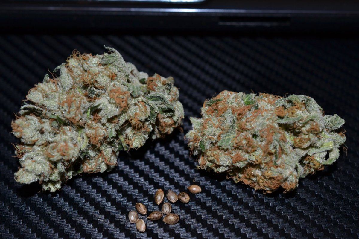 Seeds 007