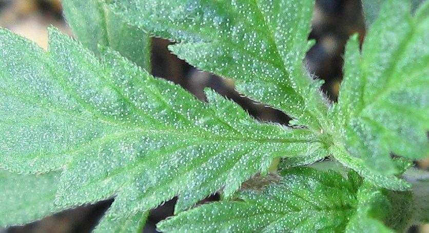 Seeds 008