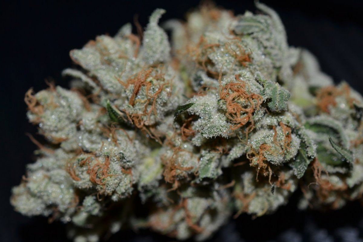 Seeds 008