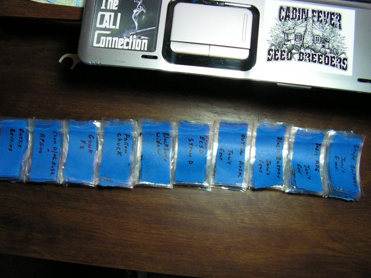 SEEDS 1