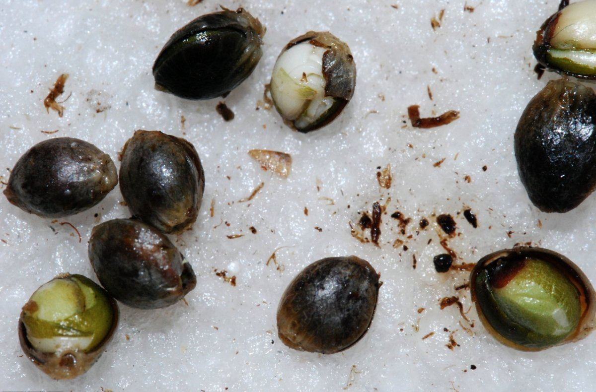Seeds 1