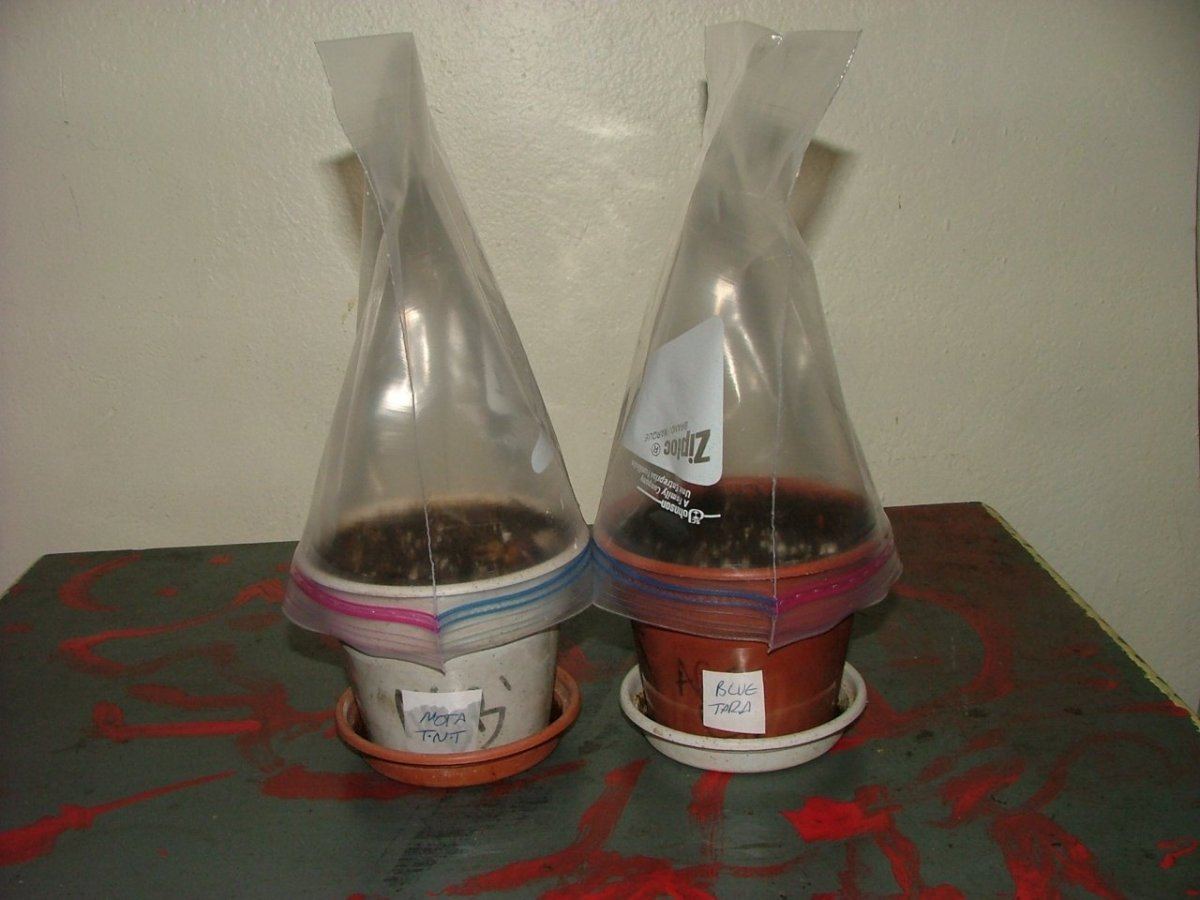 Seeds 2