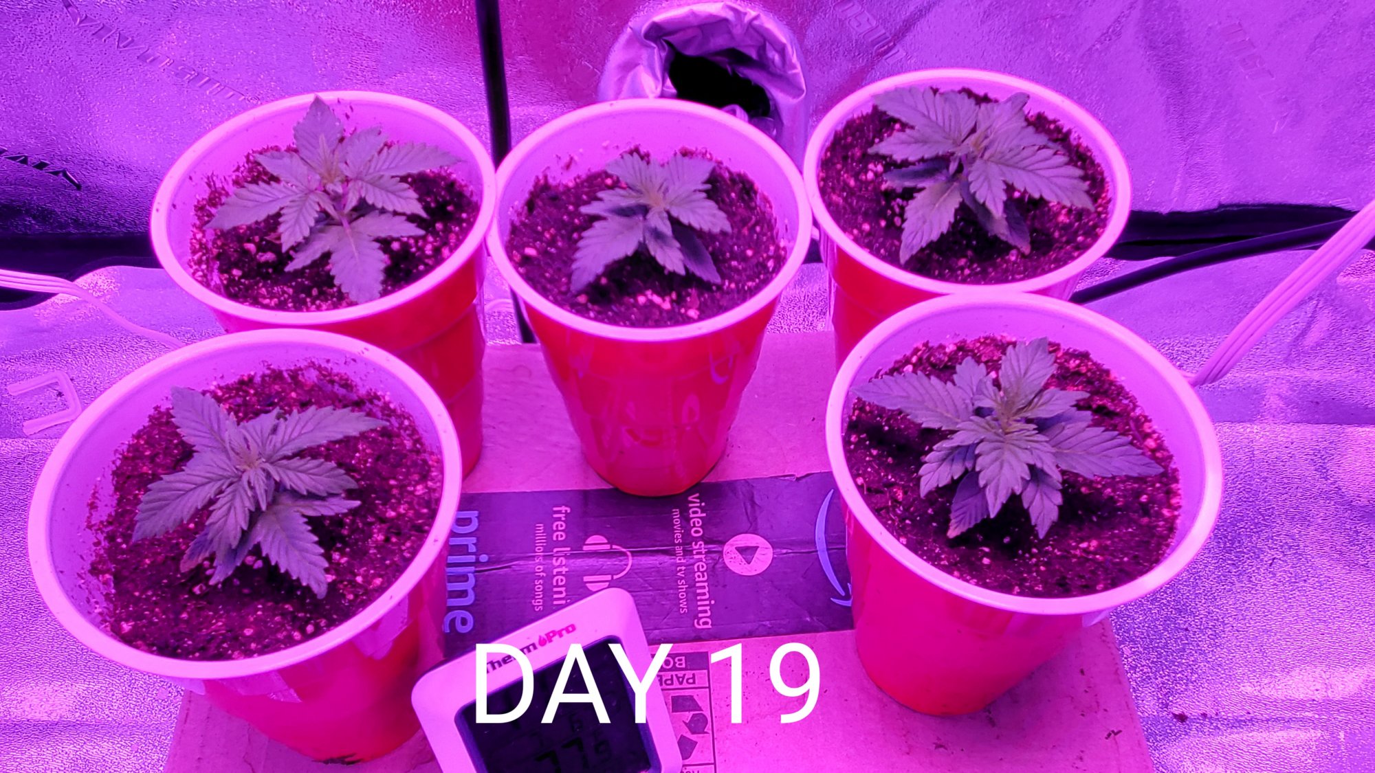 Seeds 26 days ago and this is where i am so far 3