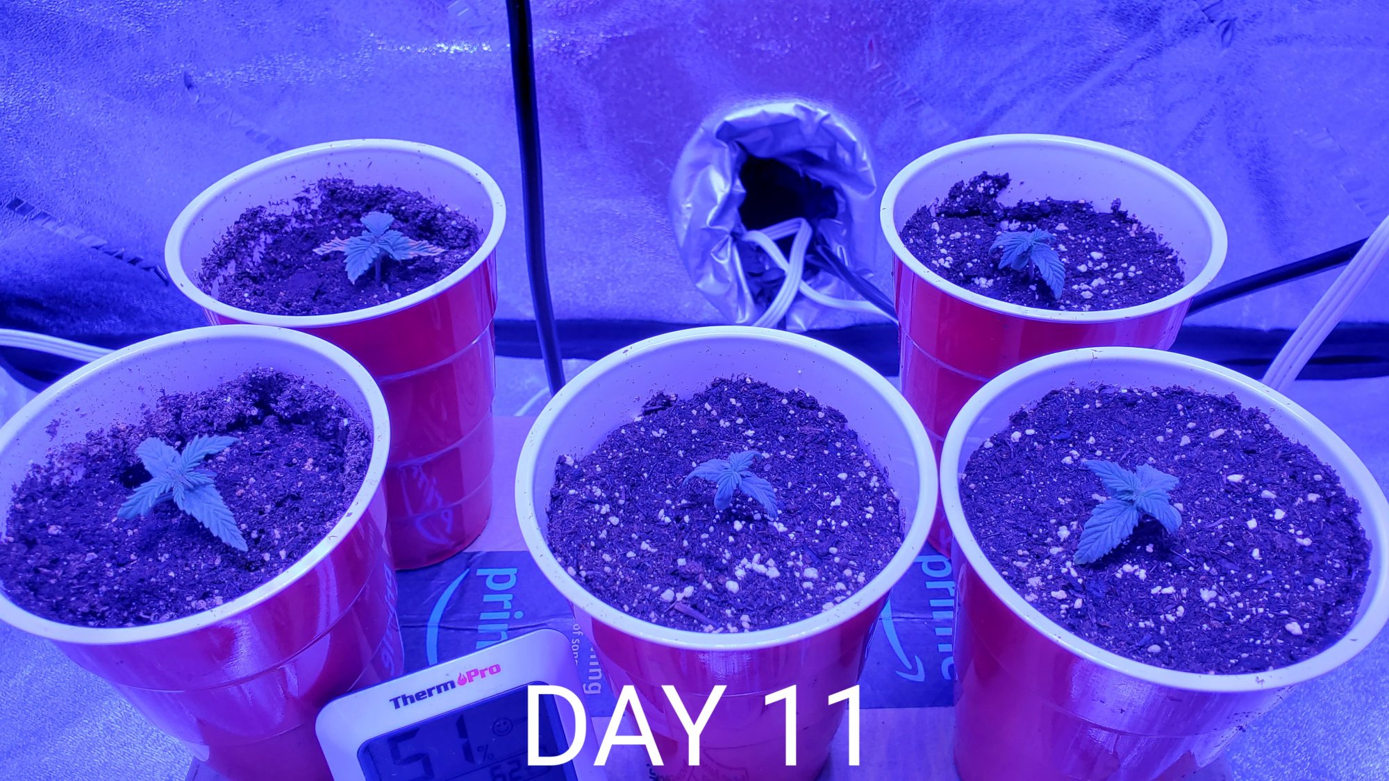 Seeds 26 days ago and this is where i am so far 5