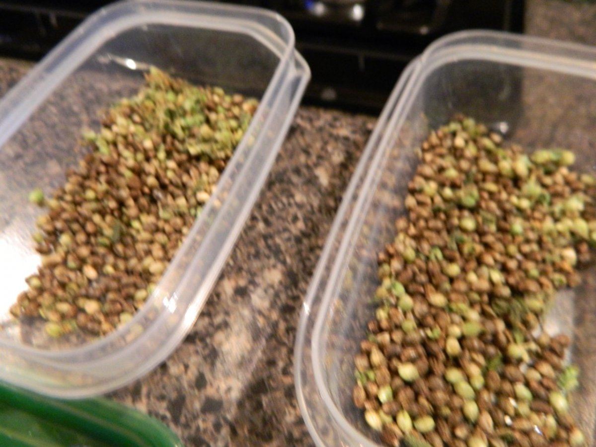 Seeds and alien cookie  and pre bubba 002