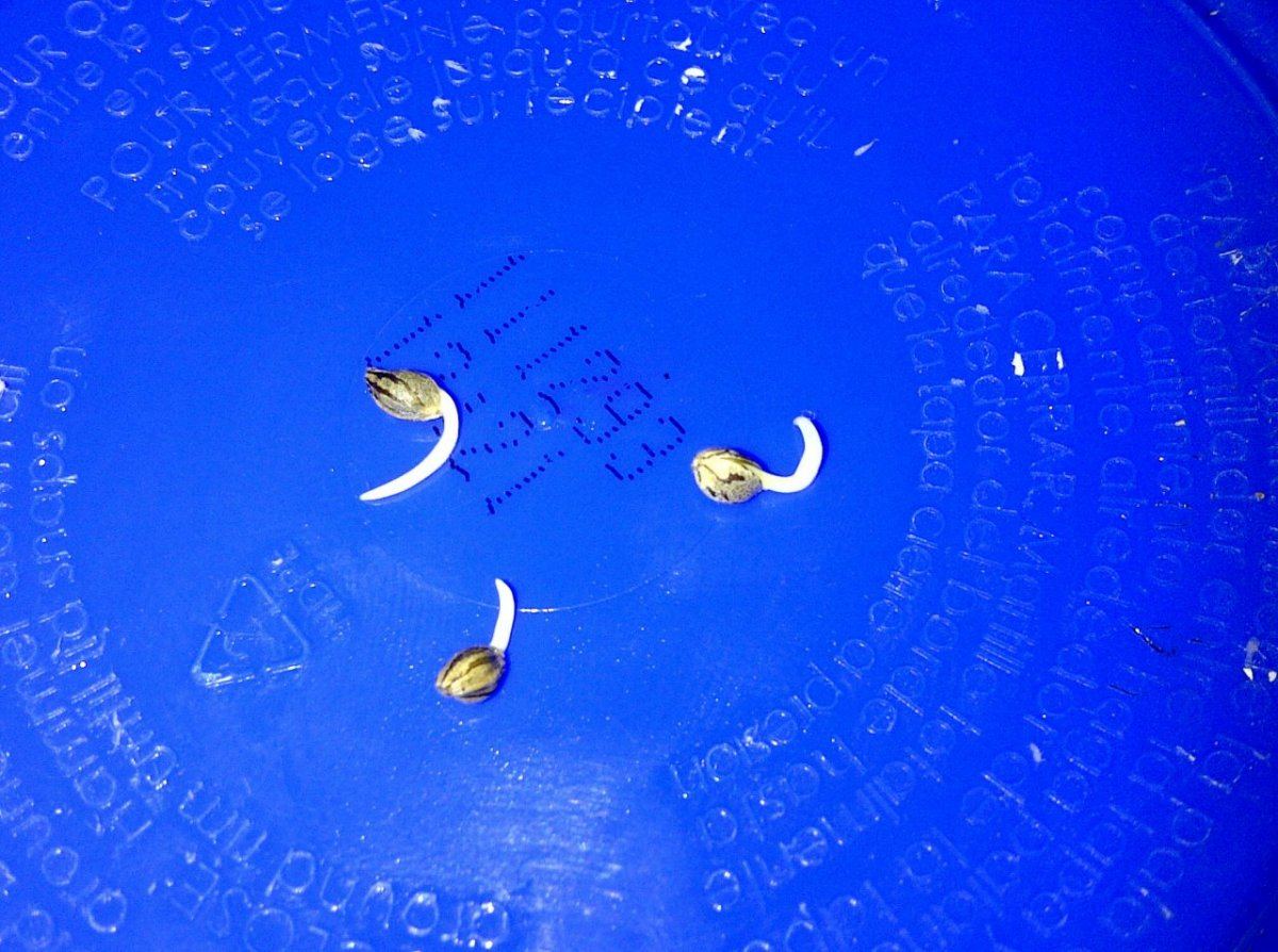 Seeds at 57 hrs