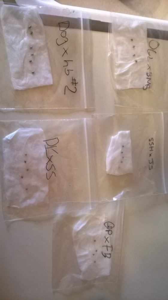 Seeds day 1