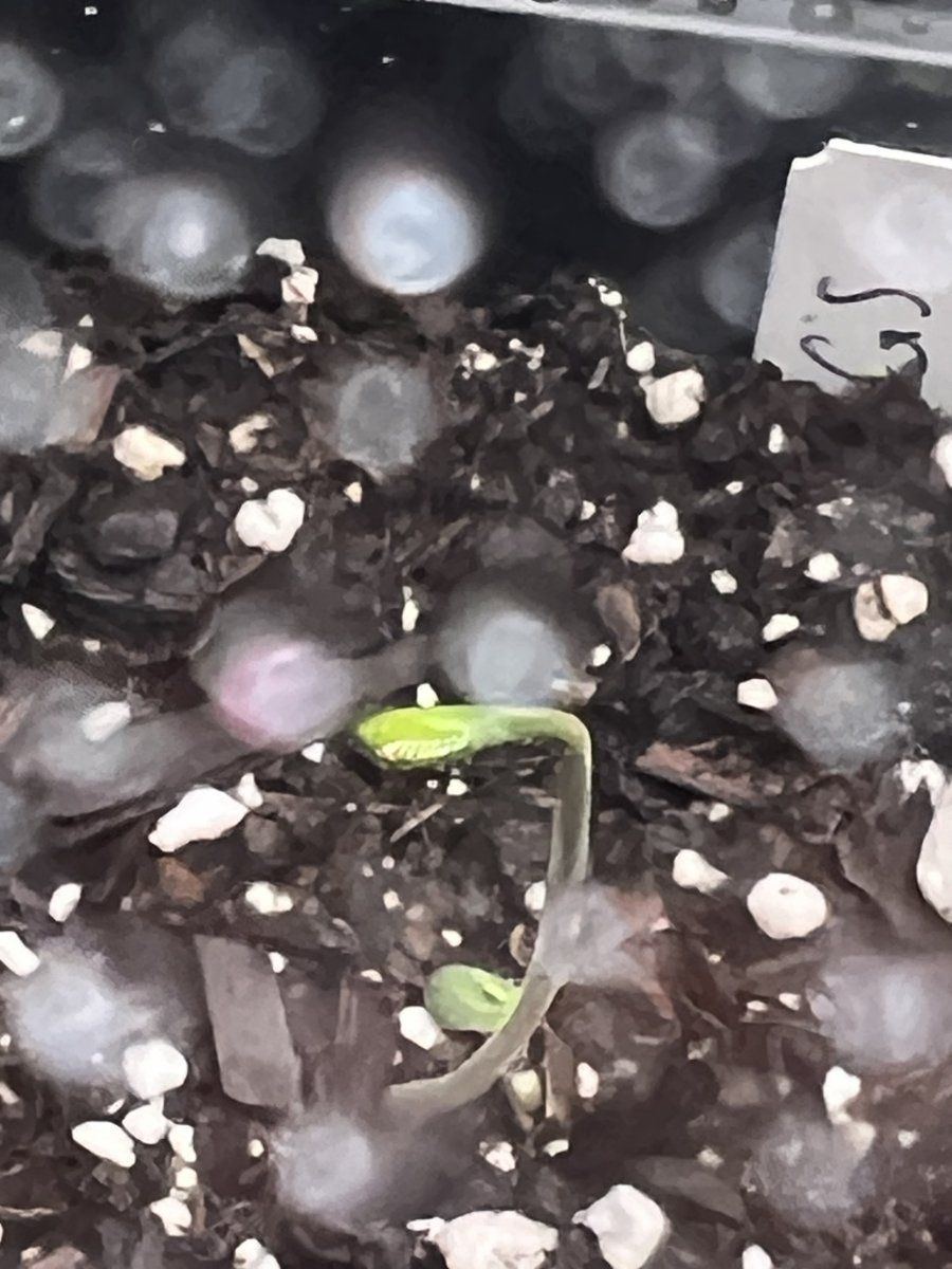 Seeds germinated but the first leaves wont open also 1 fell off help 2