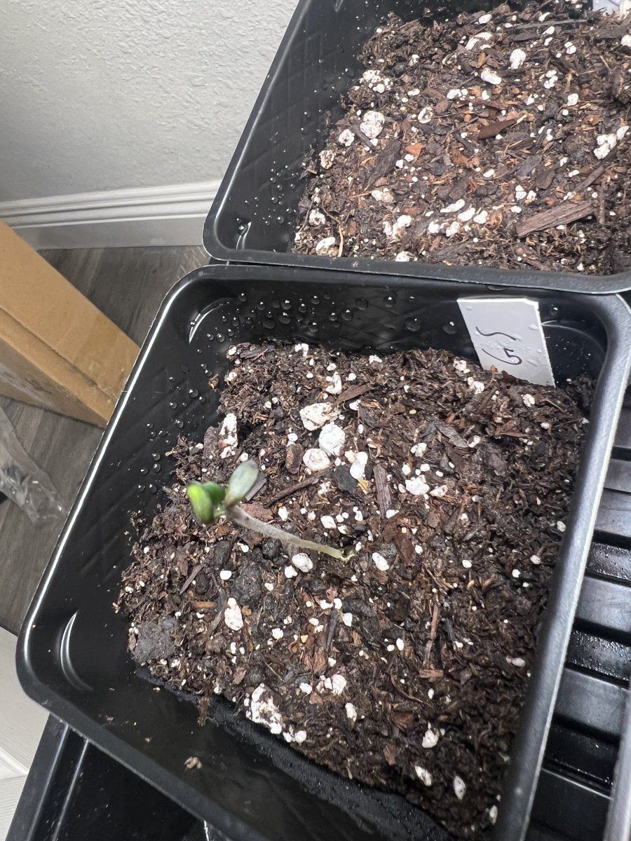 Seeds germinated but the first leaves wont open also 1 fell off help 3
