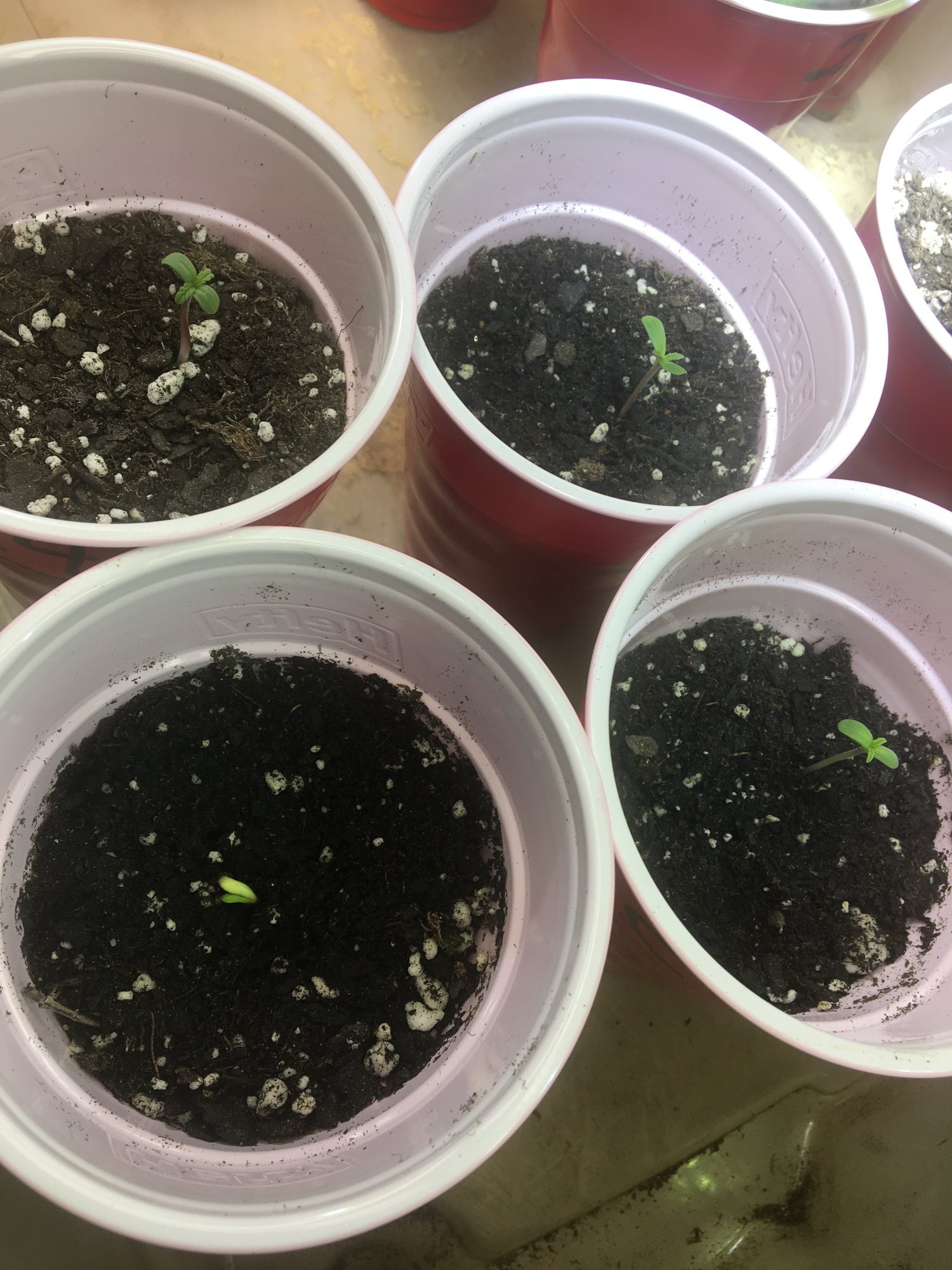 Seeds how deep