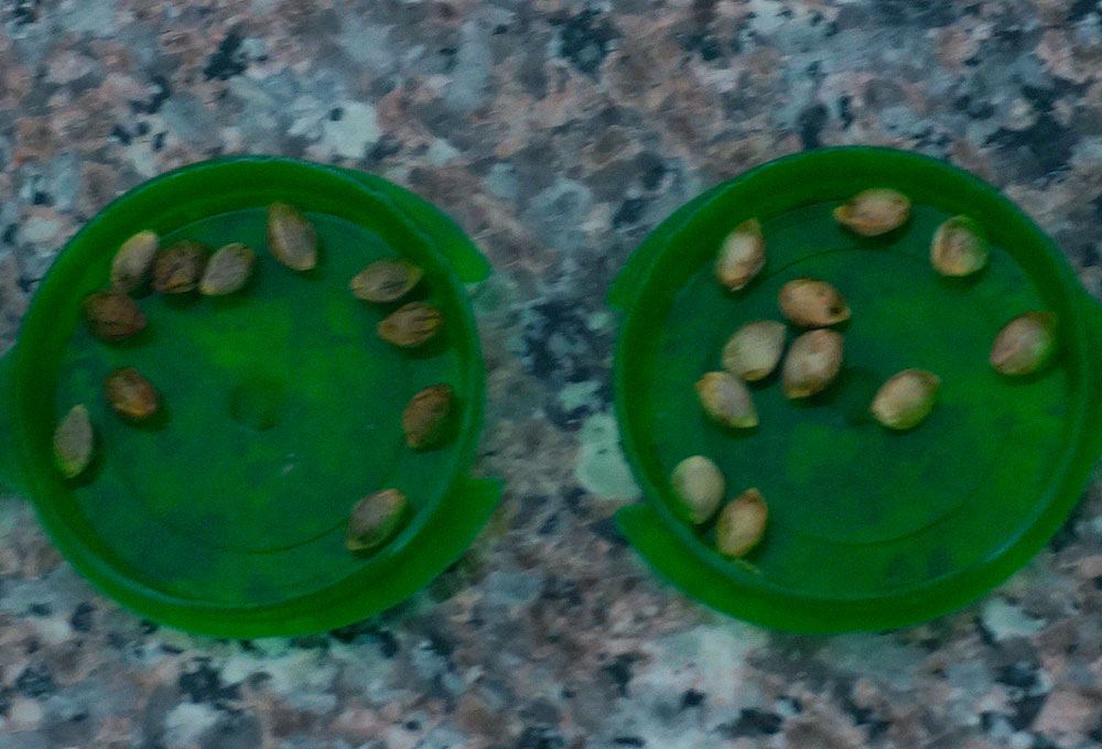 Seeds ID