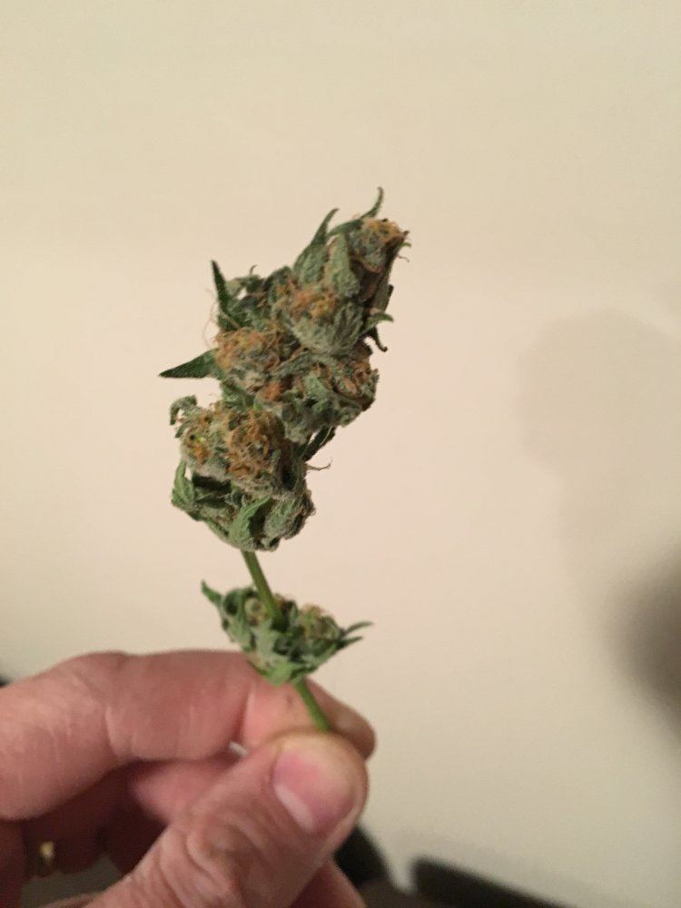 Seeds in my buds help 2