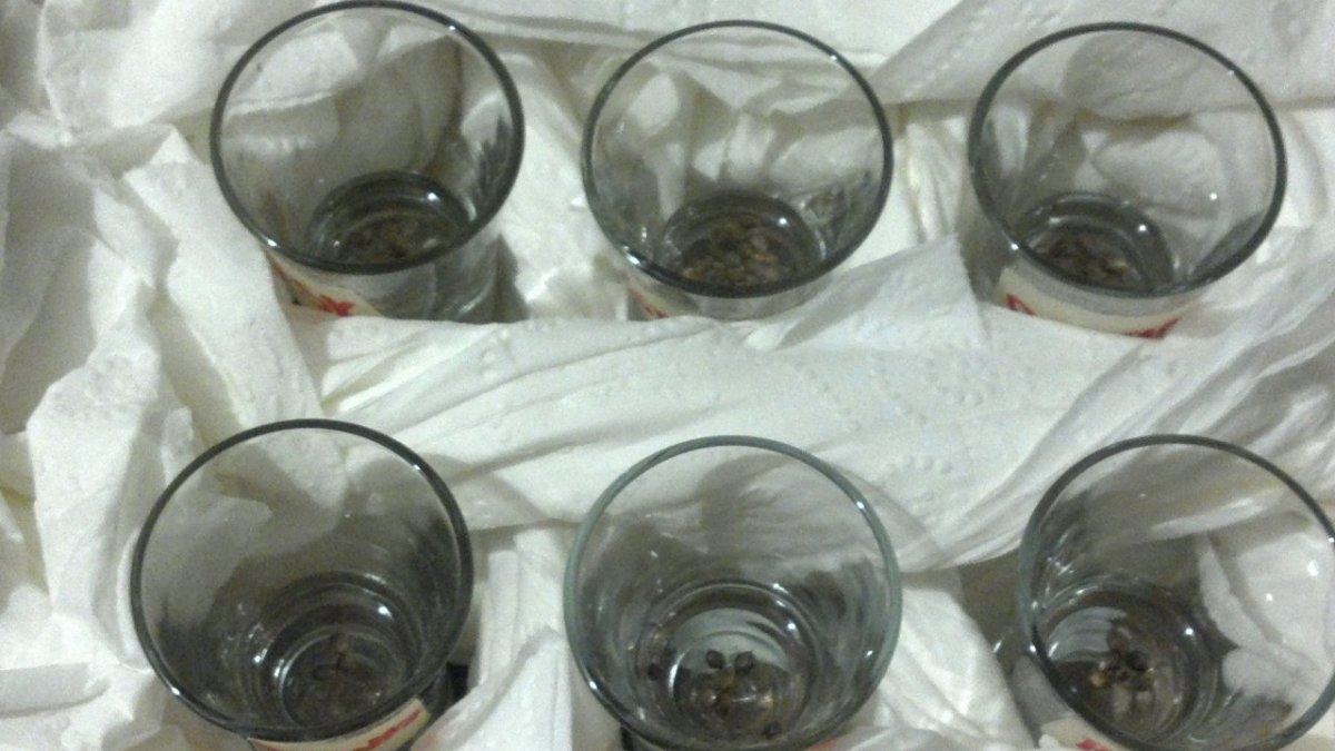 Seeds in shotglass