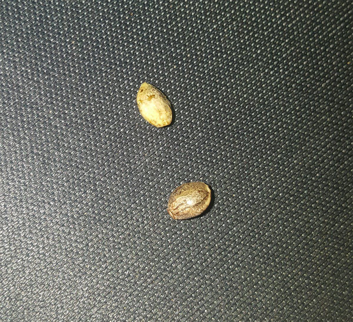 Seeds