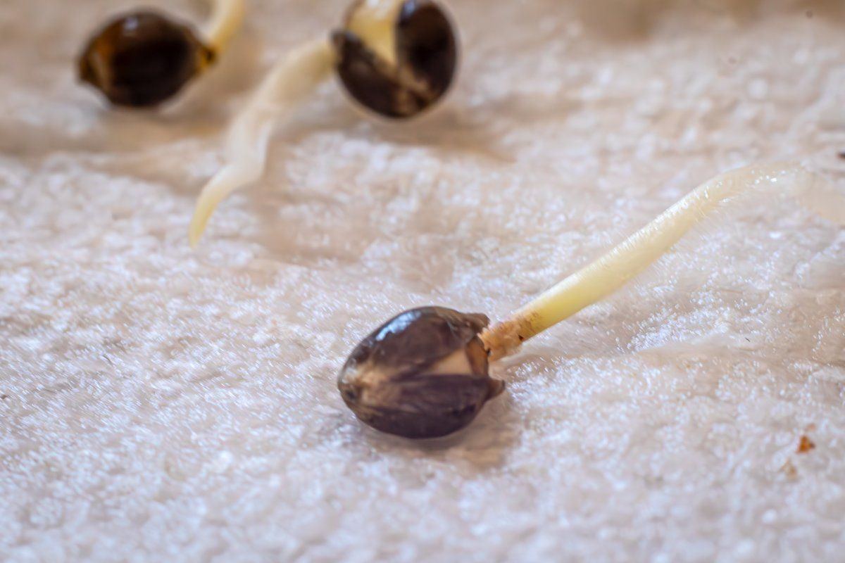 Seeds