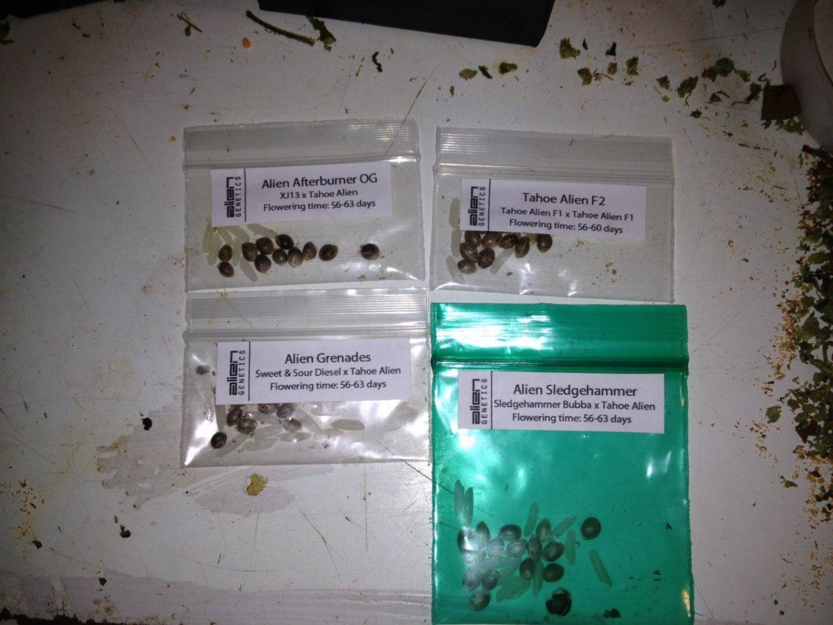 Seeds