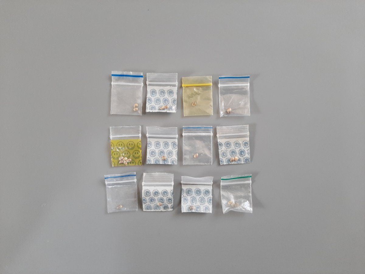 Seeds