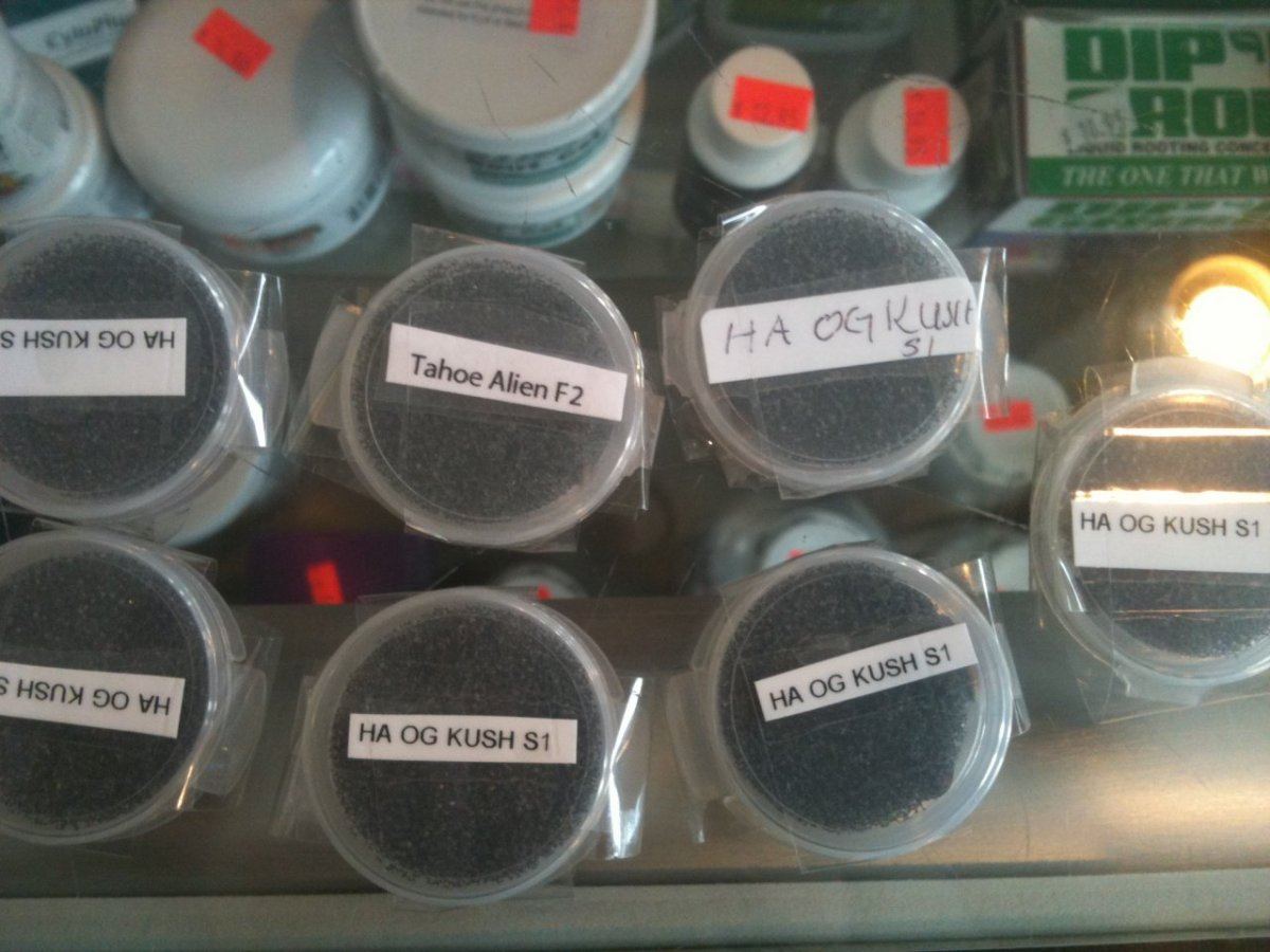 SEEDS