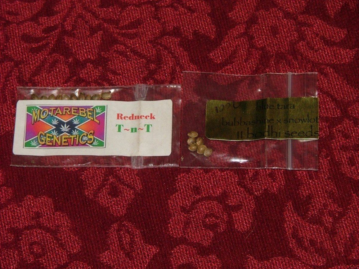 Seeds