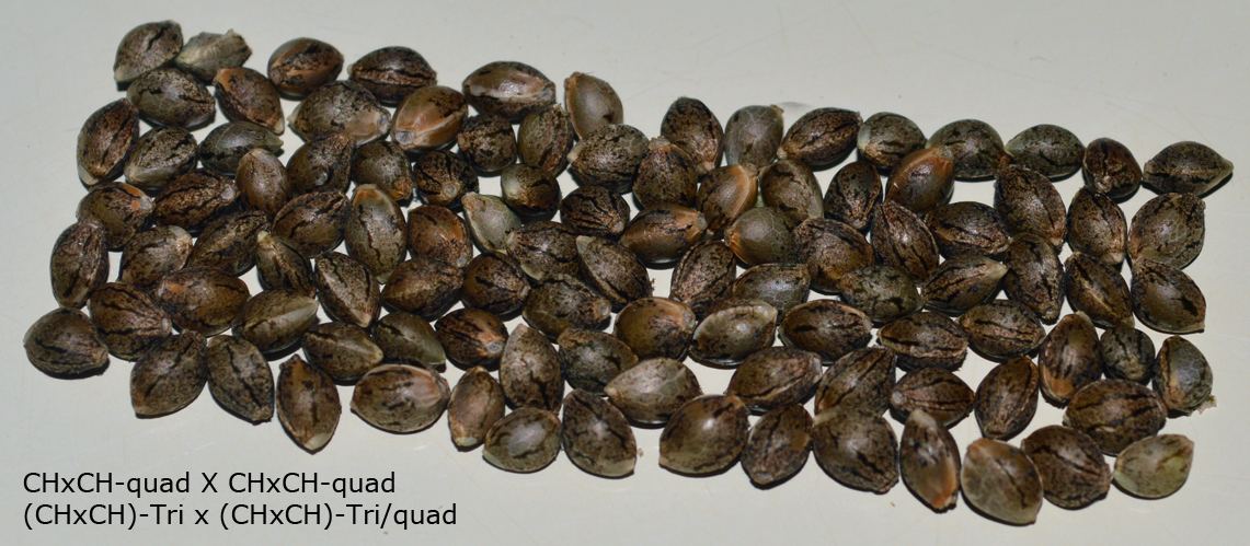 Seeds