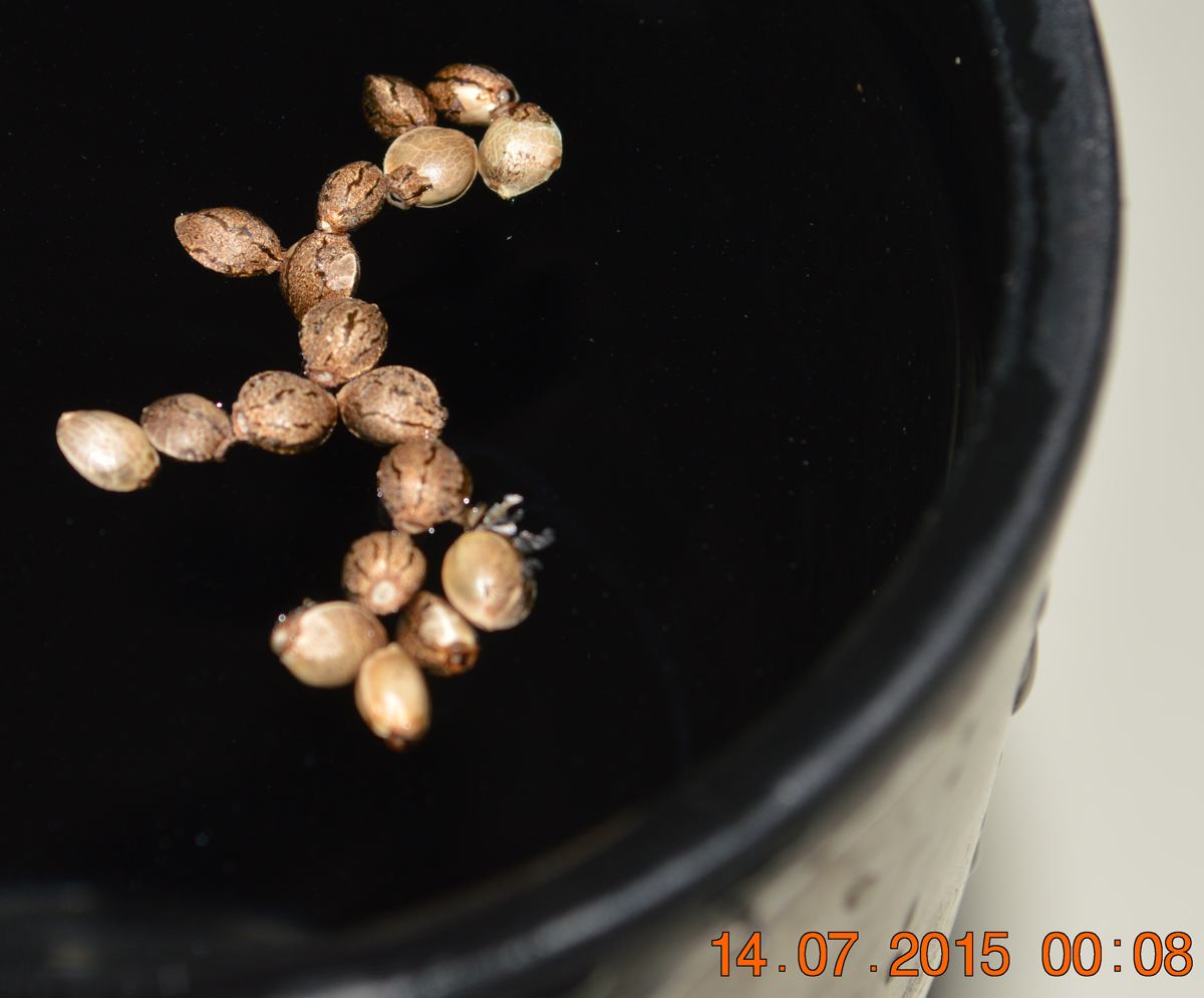 Seeds