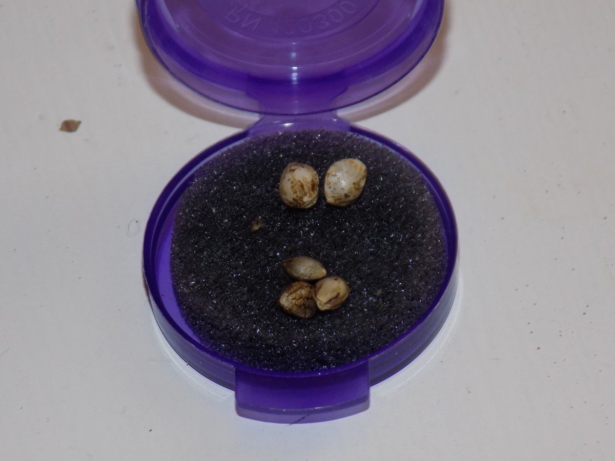 Seeds