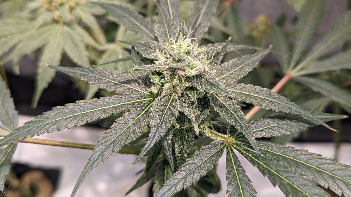 Seeds LSD