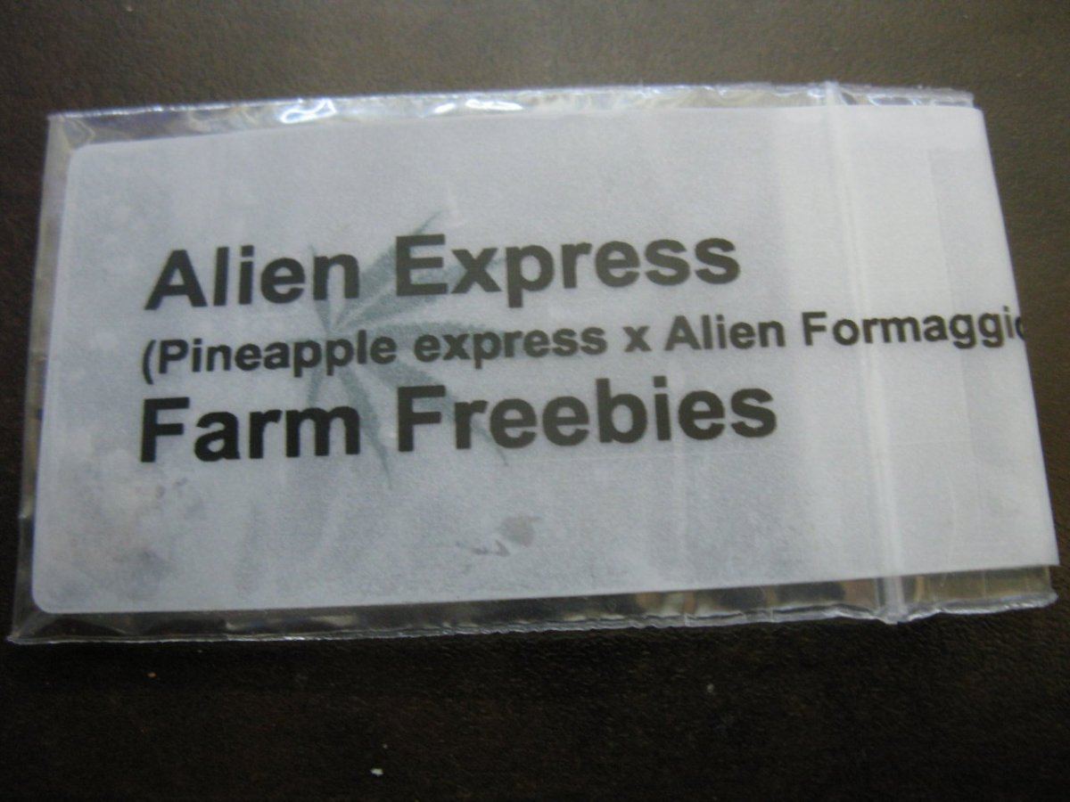 Seeds p e x a fam 002